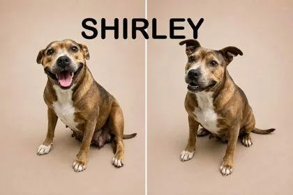 Shirley