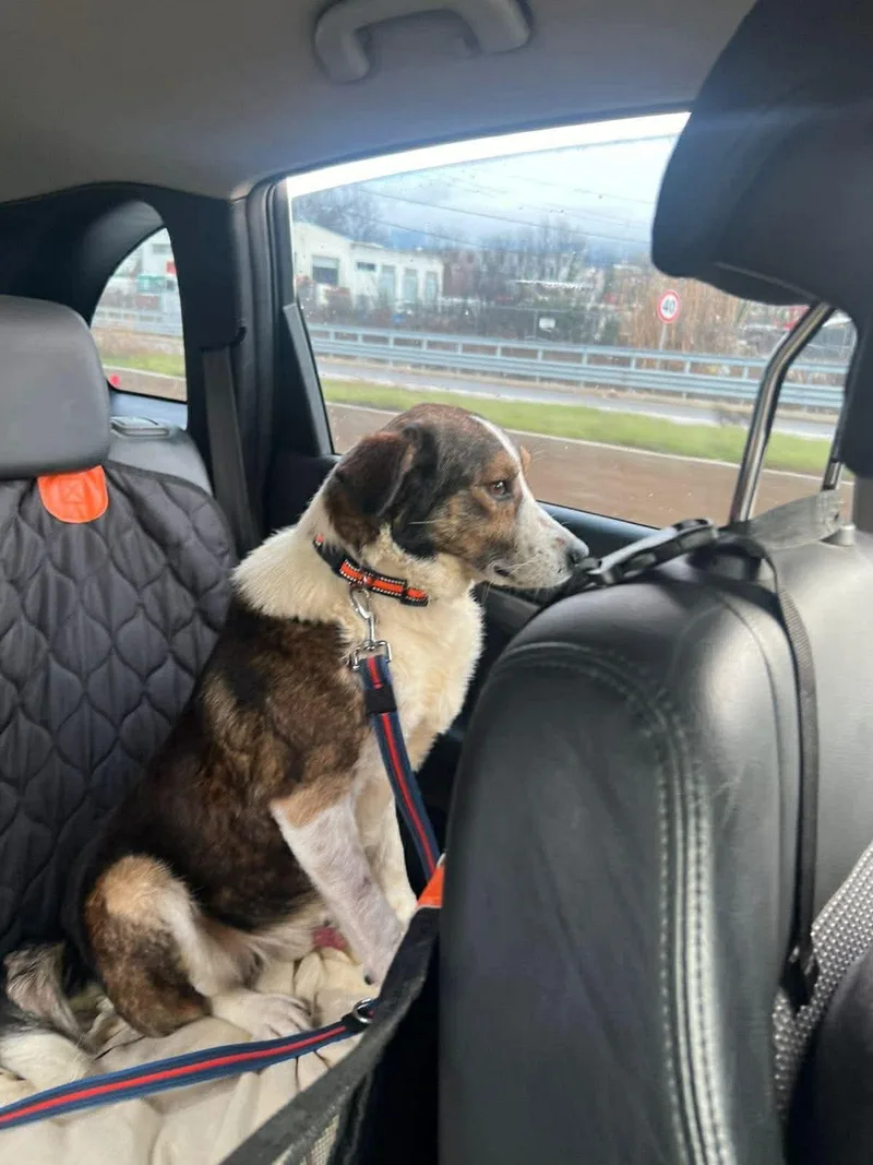 Winston Albania thumbnail 2