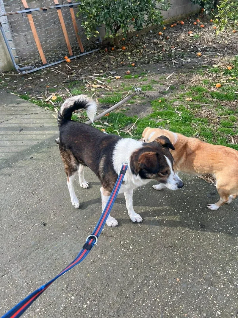 Winston Albania thumbnail 3