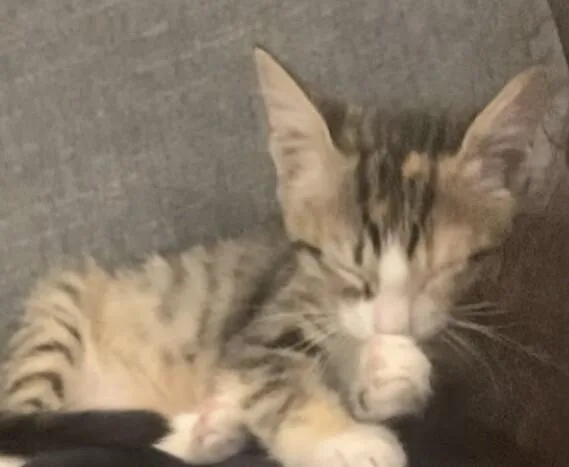 A baby medium-sized female Brown / Chocolate Tortoiseshell cat named Empanada Snack Pack for adoption in Anthem, AZ