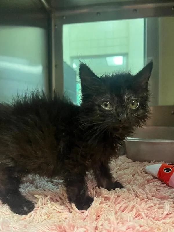A young medium-sized male Black Domestic Medium Hair cat named Sumpter for adoption in Disputanta, VA