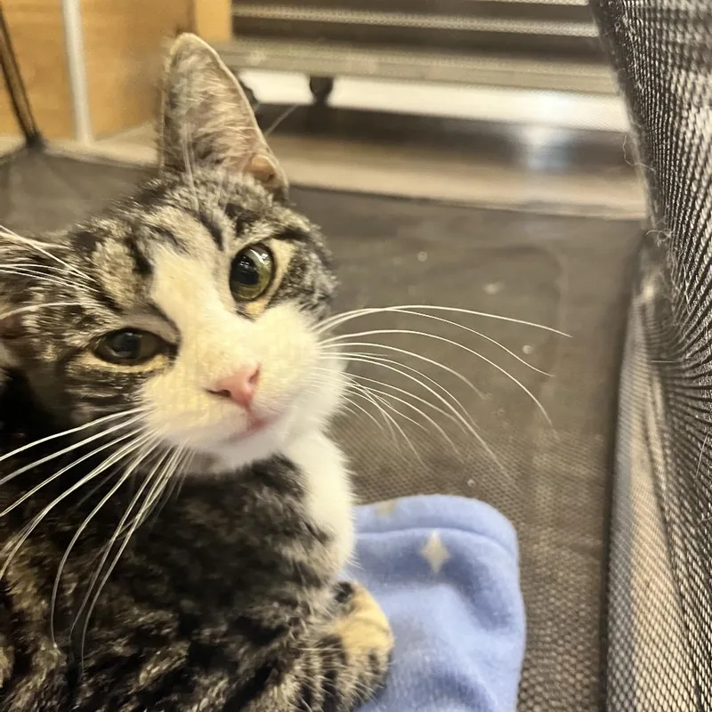 A young medium-sized female Black Domestic Short Hair cat named Dalara for adoption in Sioux Falls, SD