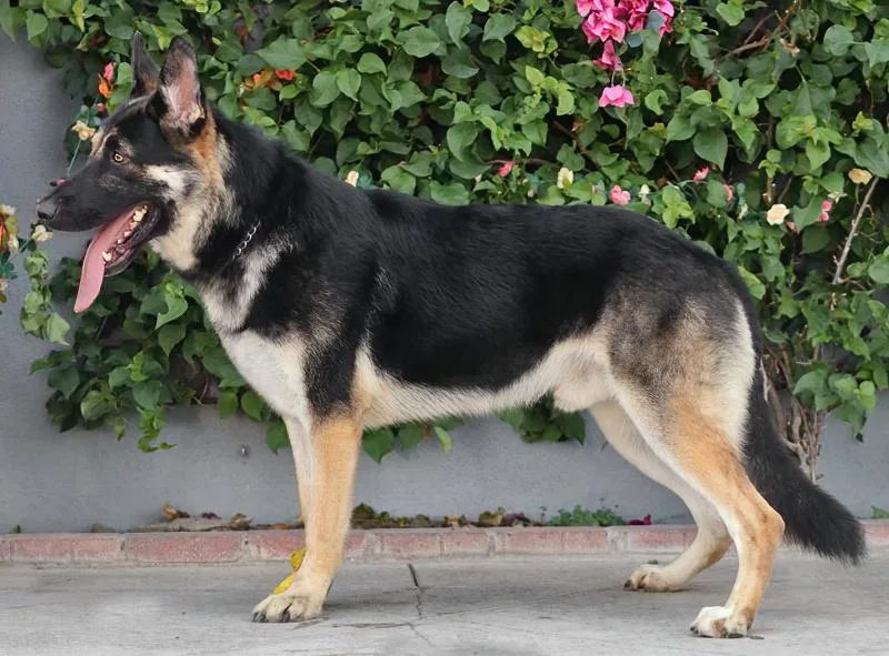 A young large-sized male Black German Shepherd Dog dog named Mason von Monheim for adoption in Los Angeles, CA