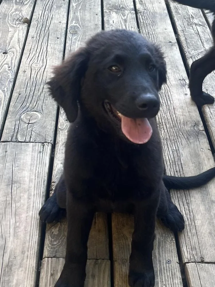 A baby large-sized male Black Golden Retriever dog named Blue for adoption in Peoria, IL