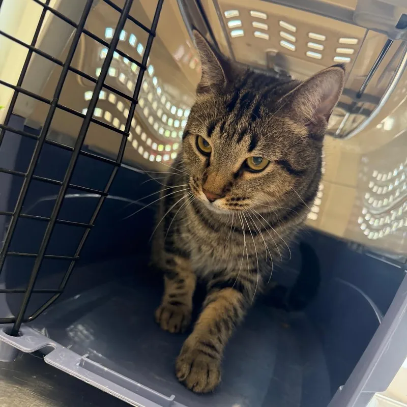 An adult large-sized male Domestic Short Hair cat named Philly for adoption in Watertown, NY