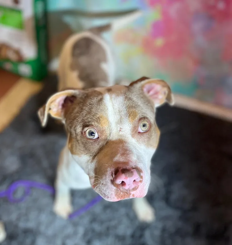 A young medium-sized male Terrier dog named Diesel for adoption in Wintersville, OH