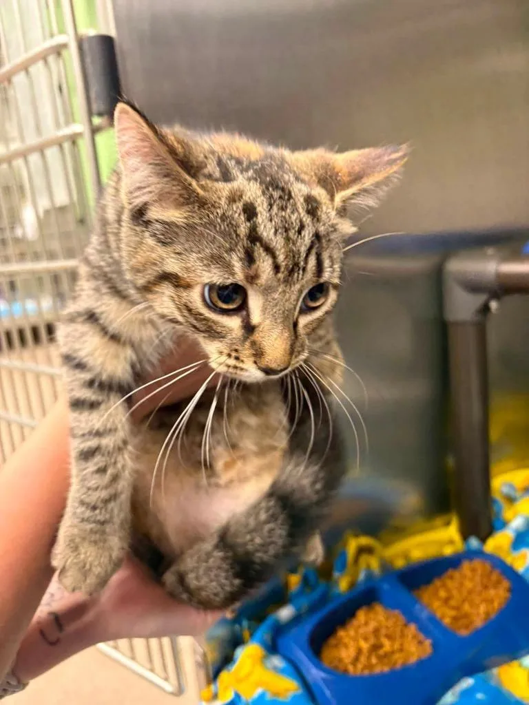 A baby small-sized female Tabby cat named Rose for adoption in La Porte, IN