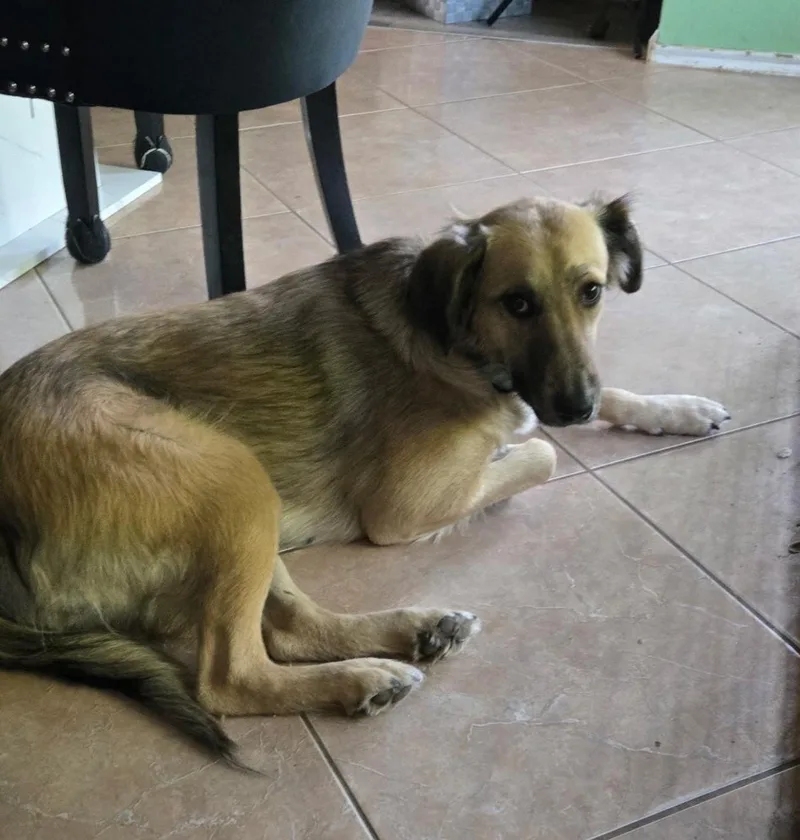 A young medium-sized female Apricot / Beige Shepherd dog named Reba for adoption in Pflugerville, TX
