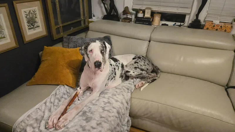 An adult extra large-sized female Great Dane dog named Dolly for adoption in Pensacola, FL