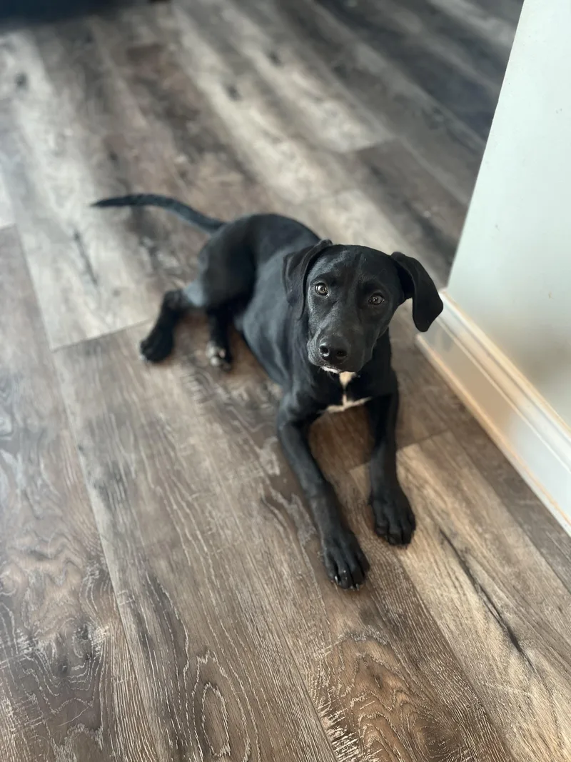 Sadie