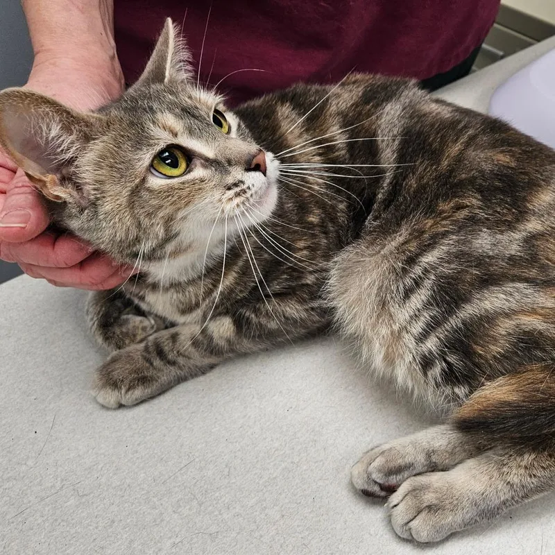 An adult medium-sized female Tortoiseshell Domestic Short Hair cat named Esme for adoption in Oneonta, NY