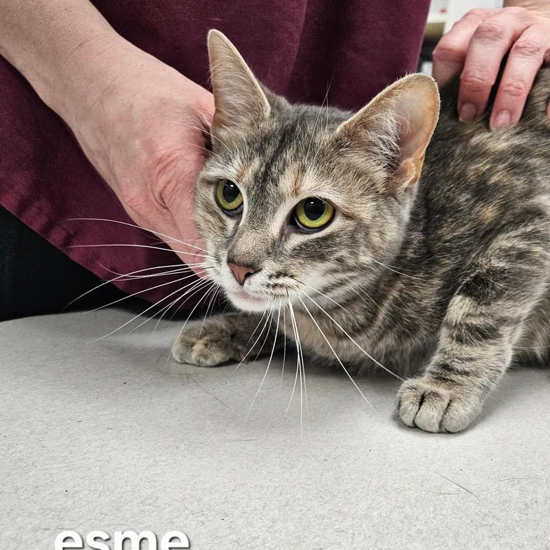 Esme thumbnail 2