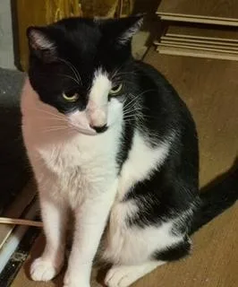 An adult medium-sized male American Shorthair cat named Marnie for adoption in Bertram, TX