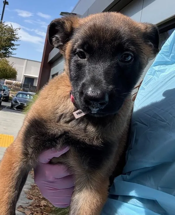 A baby small-sized female Belgian Shepherd / Sheepdog dog named Tillamook for adoption in El Cajon, CA