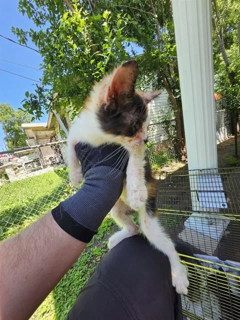 A baby small-sized female Domestic Short Hair cat named Dipper for adoption in San Antonio, TX