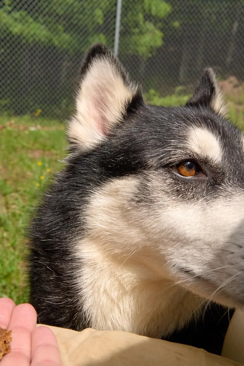 An adult medium-sized male Husky dog named Obi for adoption in Floyd, VA