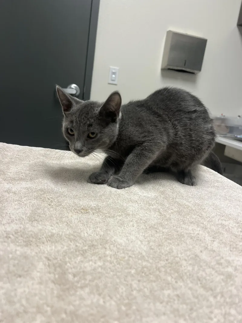 A baby small-sized male Domestic Short Hair cat named Casper for adoption in Chico, CA
