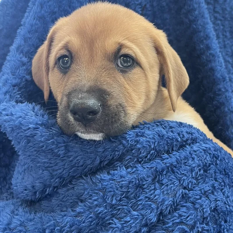 A baby medium-sized male Red / Chestnut / Orange Boxer dog named Odie for adoption in Kanab, UT