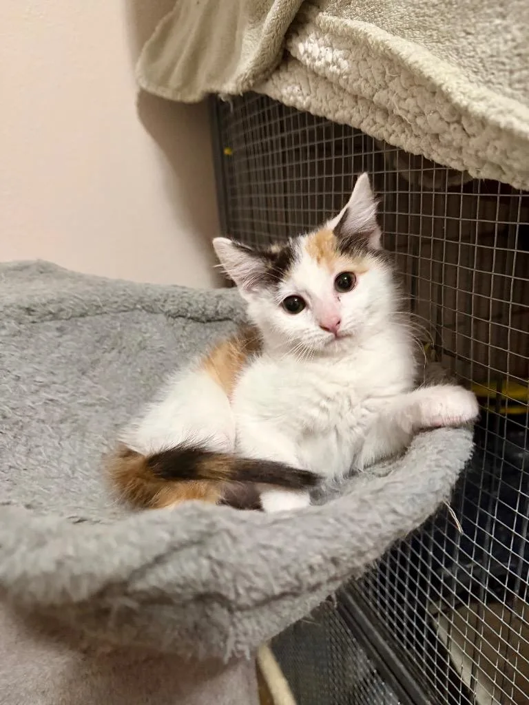 A baby medium-sized female Domestic Short Hair cat named Ellen for adoption in Cloquet, MN