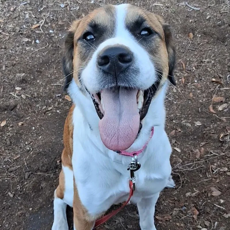 A young medium-sized female Brown / Chocolate American Foxhound dog named Snickers for adoption in West Palm Beach, FL