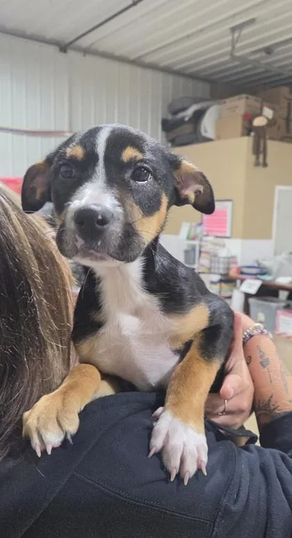 A baby large-sized male Hound dog named Rolie for adoption in Valparaiso, IN