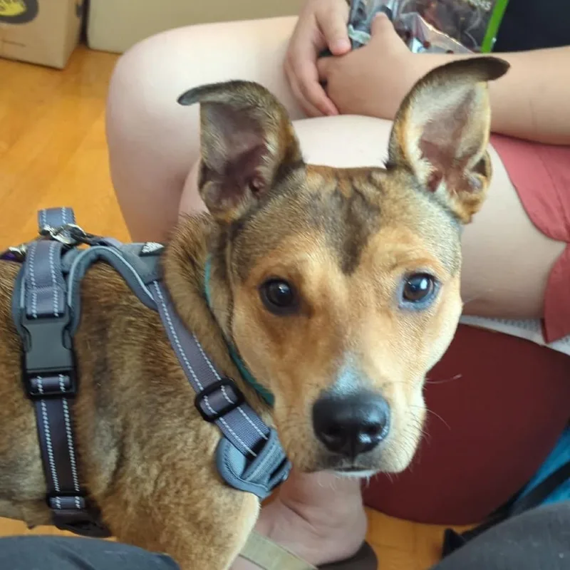 Nova