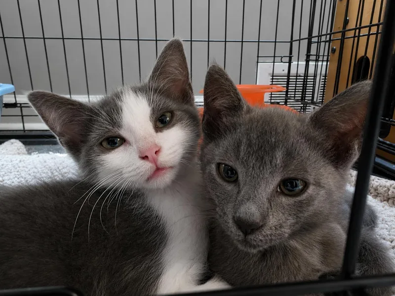 A young medium-sized male Gray & White Domestic Short Hair cat named C Litter Miso for adoption in Livonia, MI