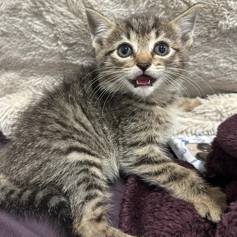 A baby small-sized female Brown / Chocolate Domestic Medium Hair cat named Hootin' for adoption in Westminster, CA