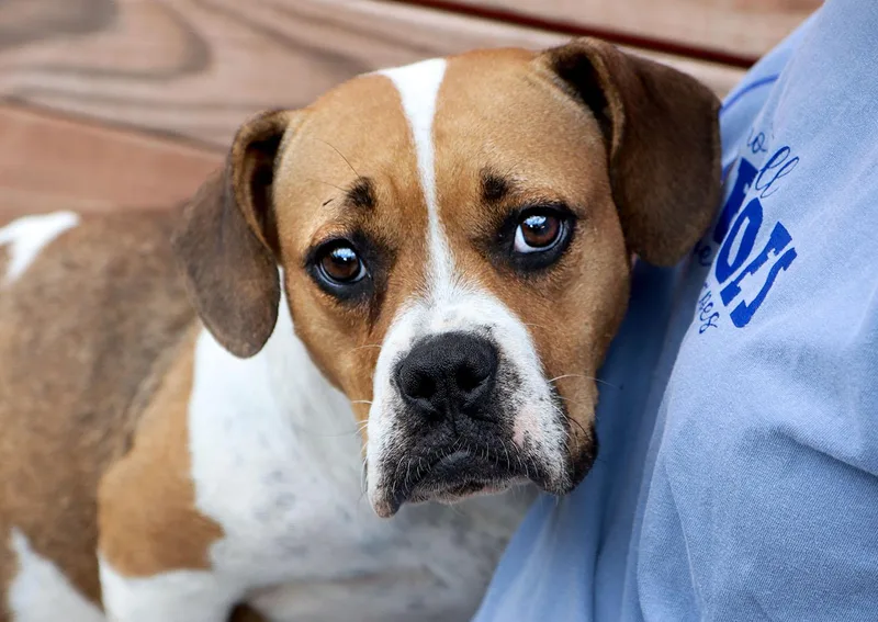 A young medium-sized female Brown / Chocolate Boxer dog named Tara for adoption in Kansas City, KS