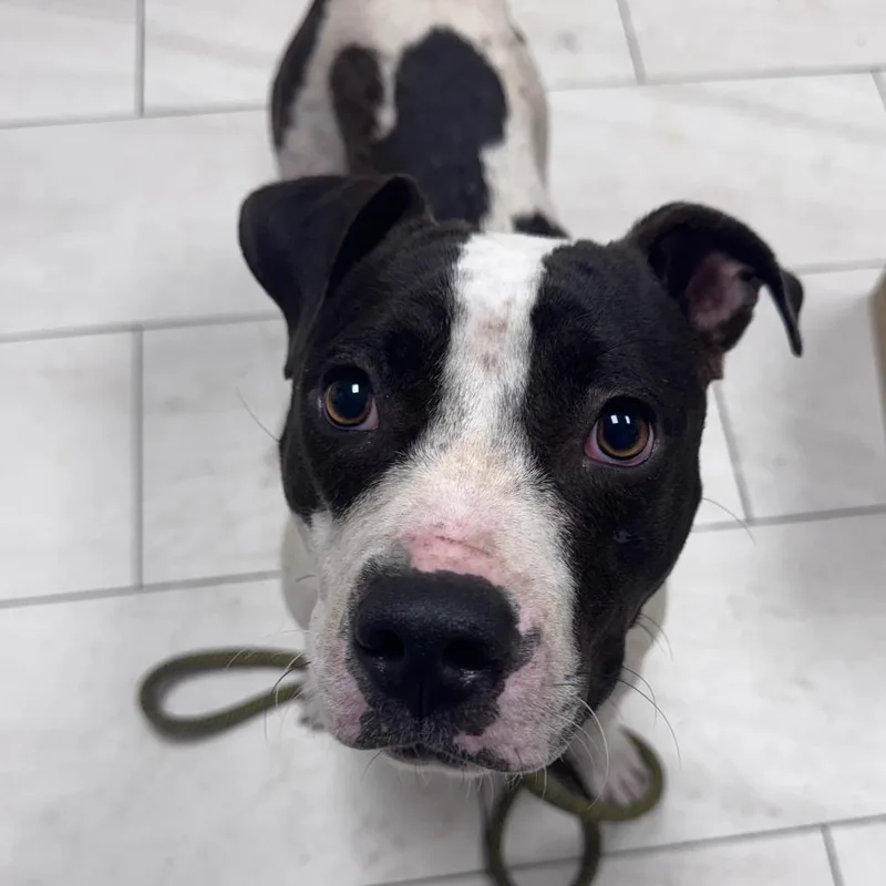 An adult medium-sized female White / Cream Pit Bull Terrier dog named Nova for adoption in Lufkin, TX