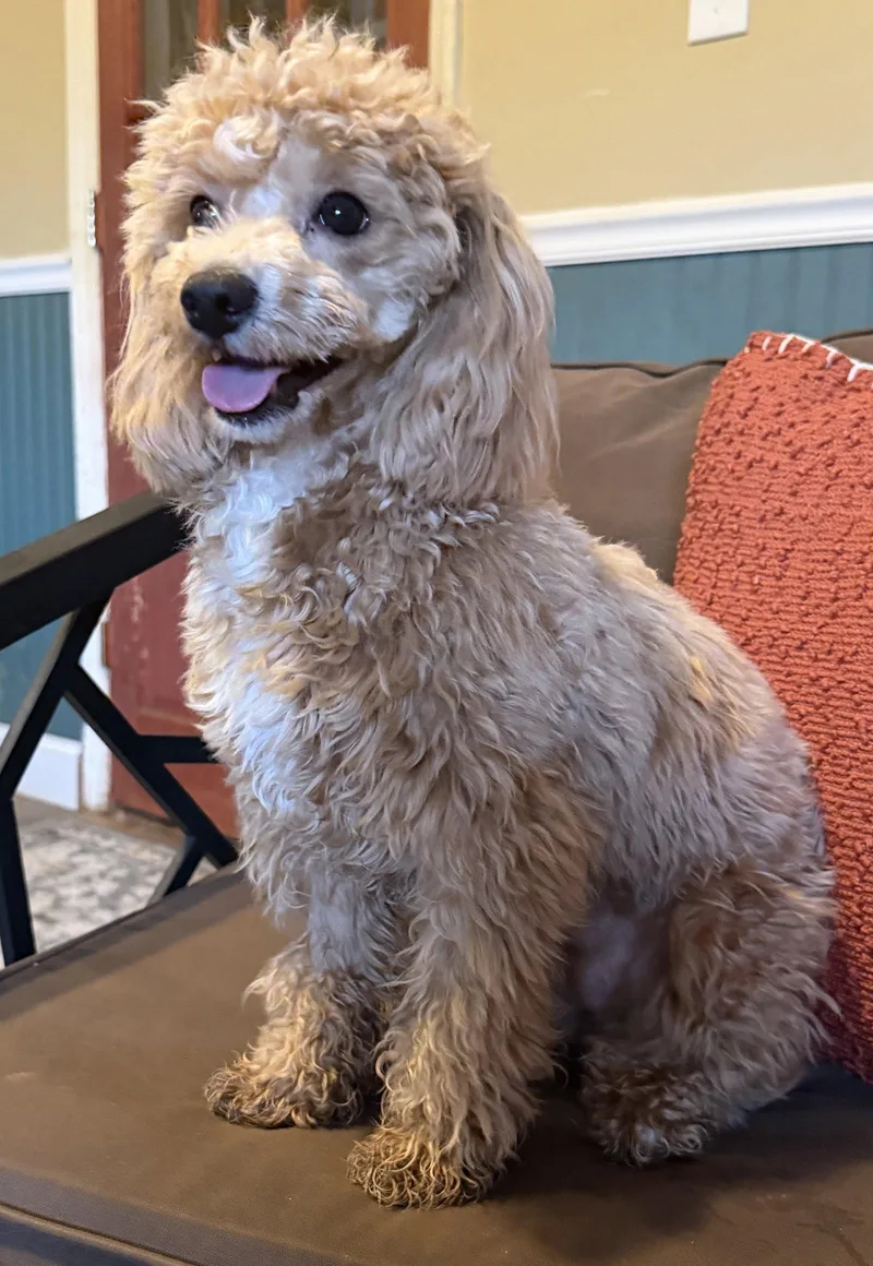 Lala Jan thumbnail 3