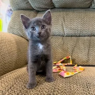 A baby small-sized female Gray / Blue / Silver Domestic Short Hair cat named Taylor for adoption in Fulton, MO