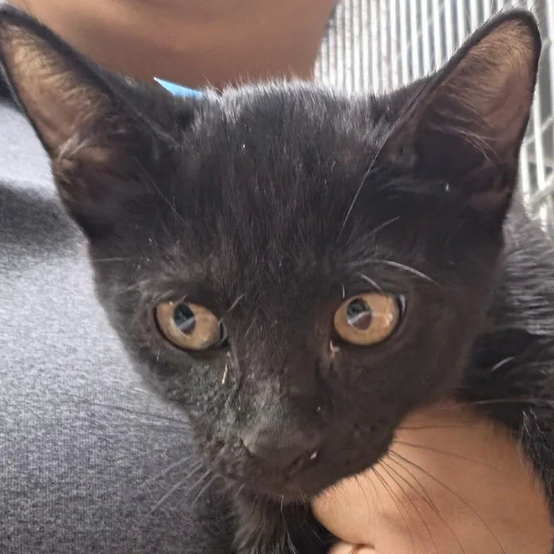 A baby small-sized male Black Domestic Short Hair cat named Woodstock for adoption in Leander, TX