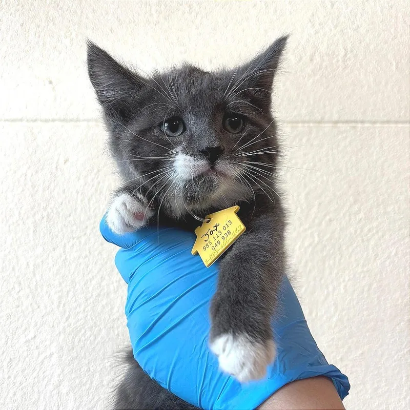 A baby small-sized male Gray / Blue / Silver Domestic Short Hair cat named Jax for adoption in Springfield, MA