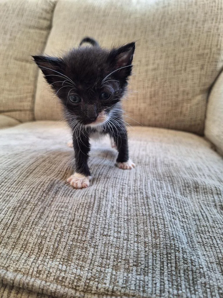 A baby small-sized male Domestic Short Hair cat named Patty Melt for adoption in Nashville, GA
