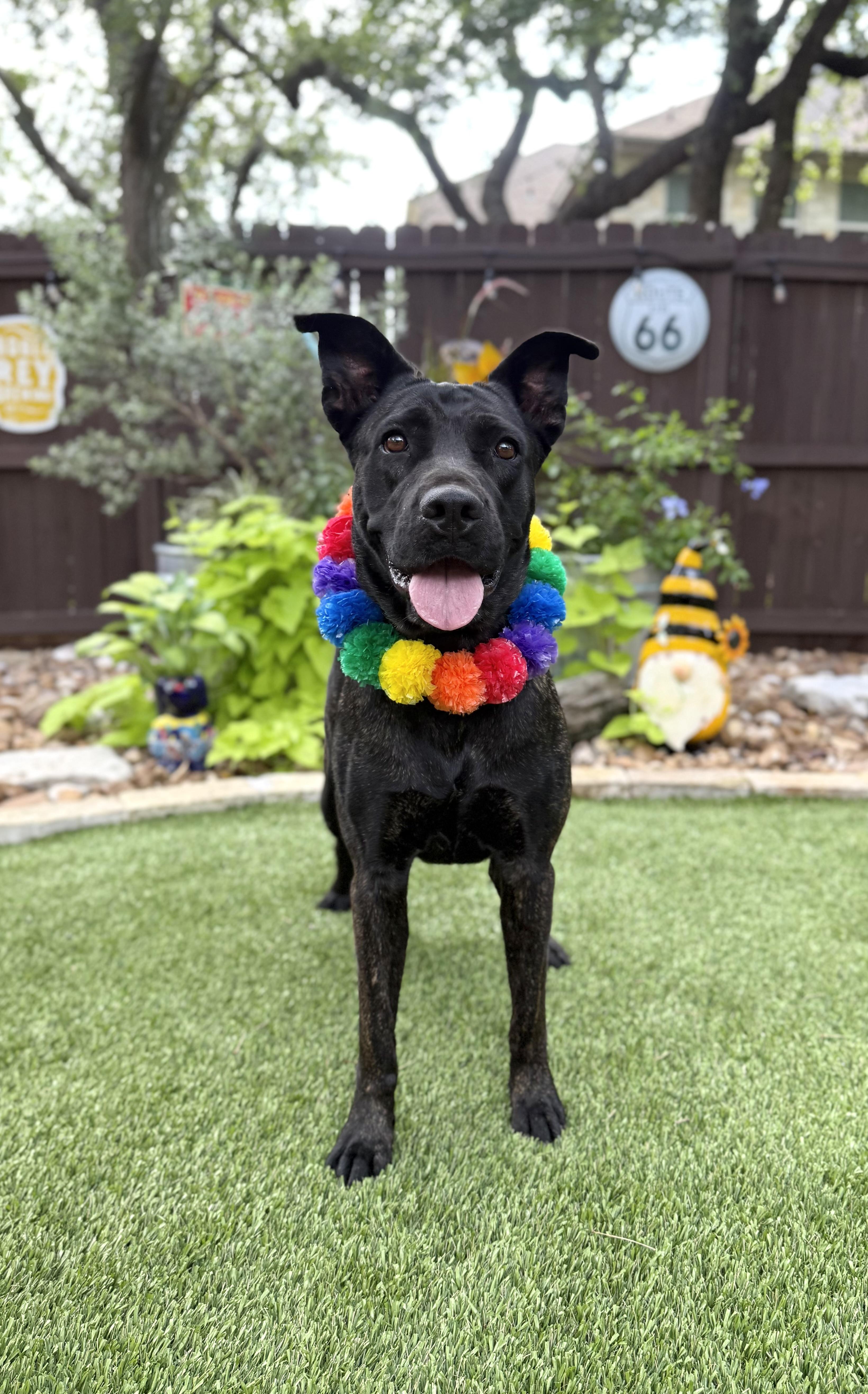 A young large-sized female Cane Corso dog named Romina for adoption in Mico, TX