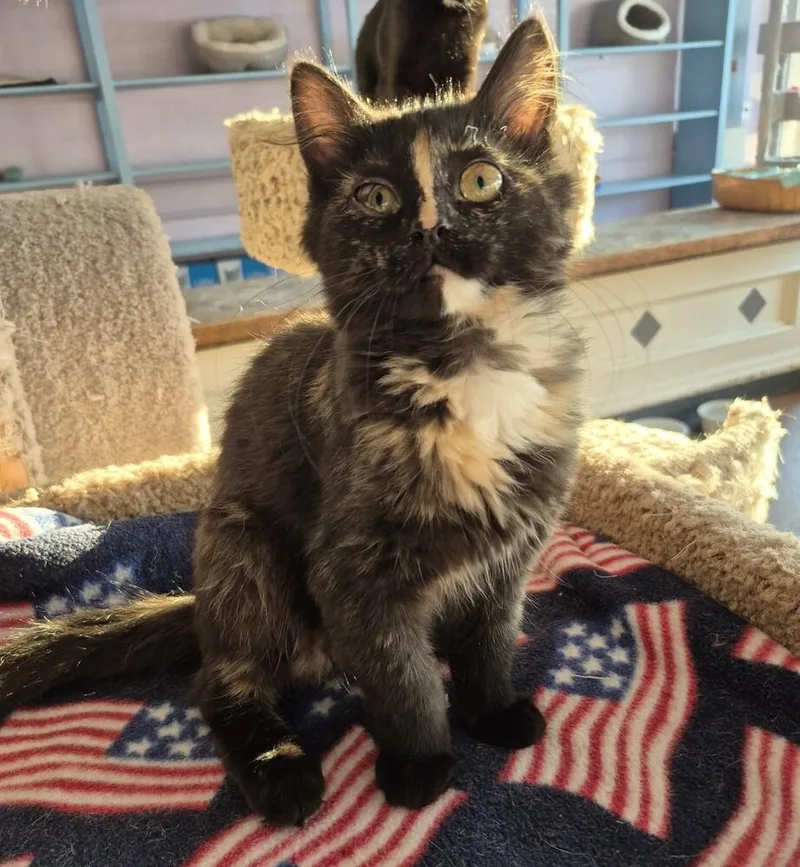 A young medium-sized female Domestic Long Hair cat named Jewls for adoption in Wild Rose, WI