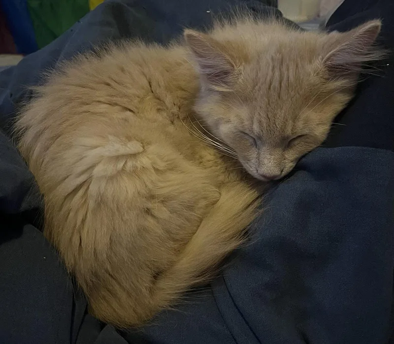 A baby medium-sized male Domestic Medium Hair cat named Puff for adoption in Walled Lake, MI