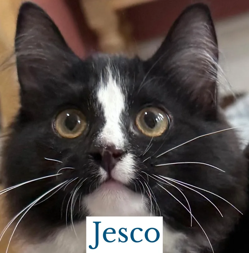 A young large-sized male Domestic Long Hair cat named Jesco for adoption in Berkeley Springs, WV