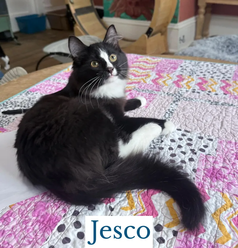 Jesco thumbnail 2