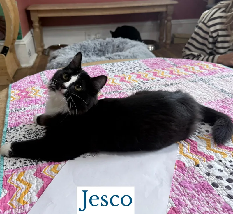 Jesco thumbnail 3