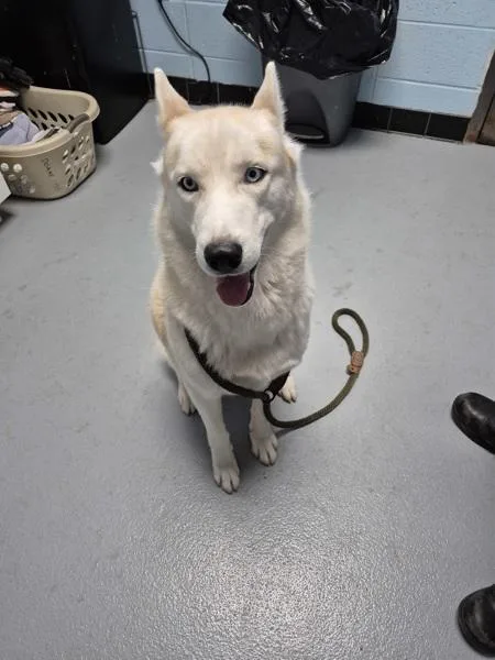 An adult large-sized female Siberian Husky dog named Pen for adoption in Lawrenceville, GA