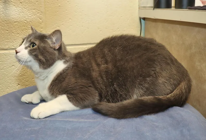 An adult medium-sized male Tabby (Brown / Chocolate) Domestic Short Hair cat named Frosty for adoption in Euclid, OH