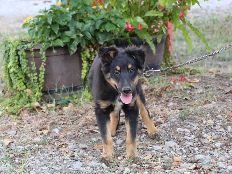 A baby medium-sized male Shetland Sheepdog / Sheltie dog named Laddie for adoption in Humboldt, TN