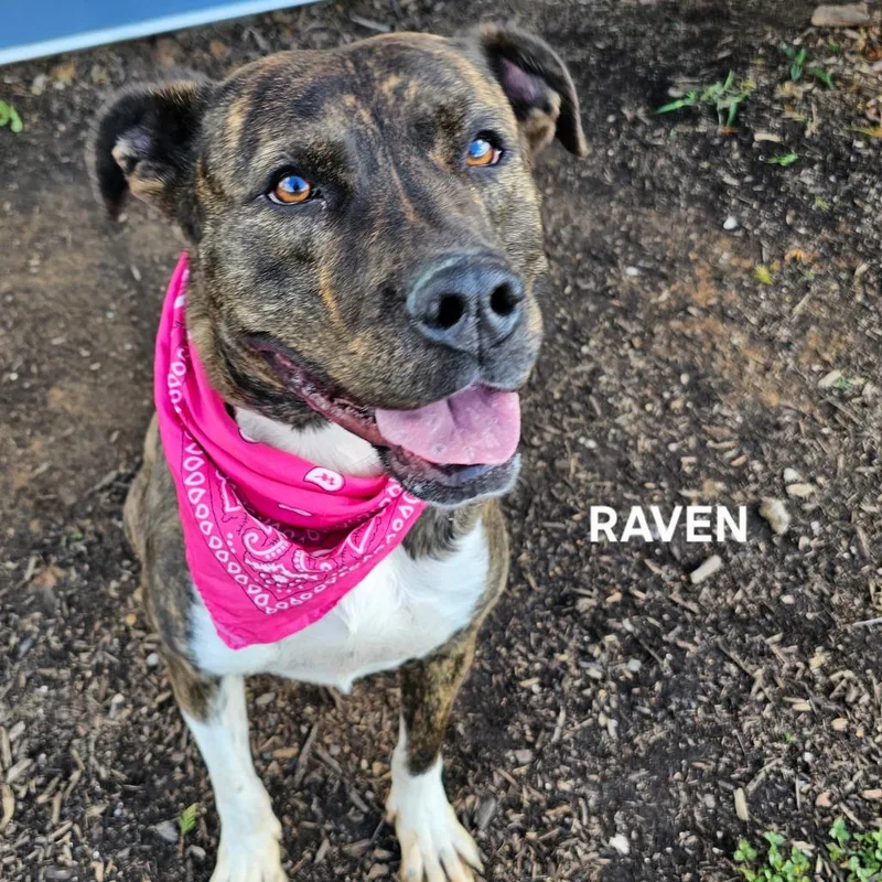 An adult medium-sized female Brindle Mixed Breed dog named Raven for adoption in Madisonville, TN