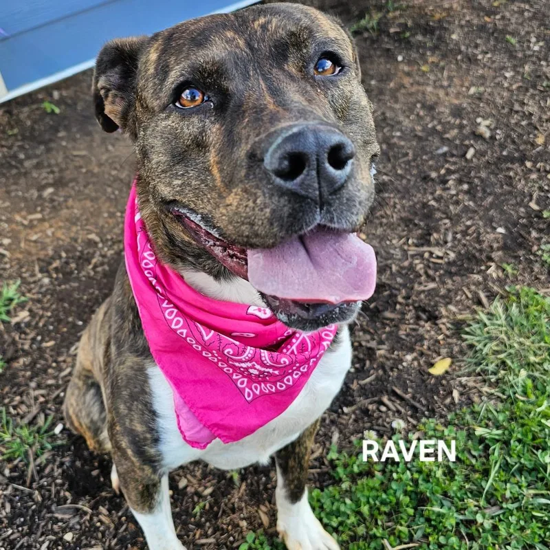 Raven thumbnail 3
