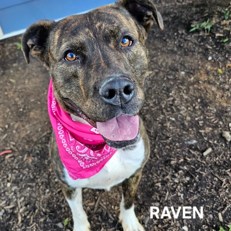 Raven thumbnail 5