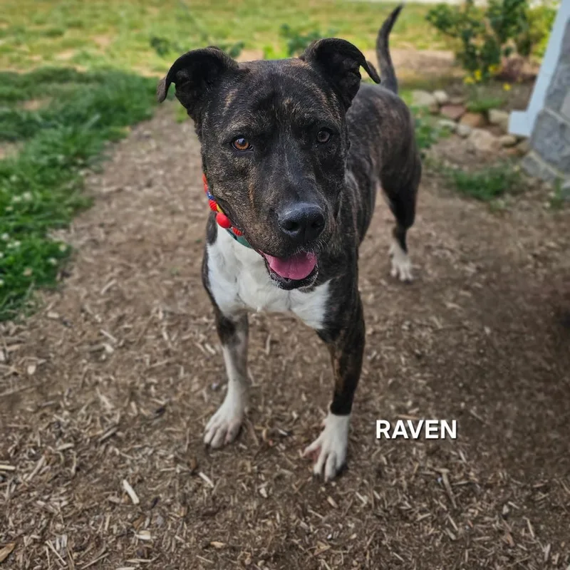 Raven thumbnail 6