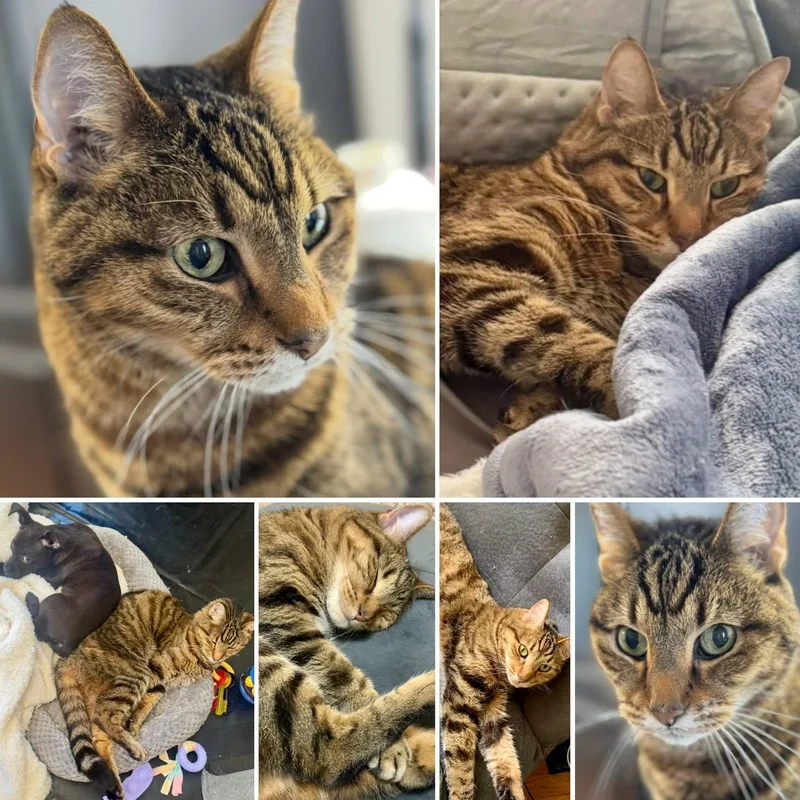 A senior medium-sized male Domestic Short Hair cat named Teagan for adoption in Myrtle Beach, SC
