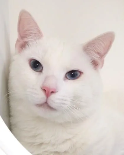 An adult medium-sized male Domestic Short Hair cat named Bob Frosst for adoption in Fishers, IN